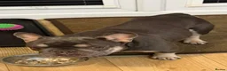 French Bulldog dogs for sale: 4yr old French bulldog  **  - Advert 3