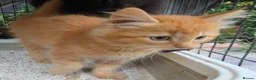 Persian cats for sale: Lovely half persian kitten - Advert 12
