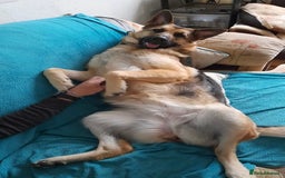 German Shepherd dogs for sale: German shepherd girl - Advert 5