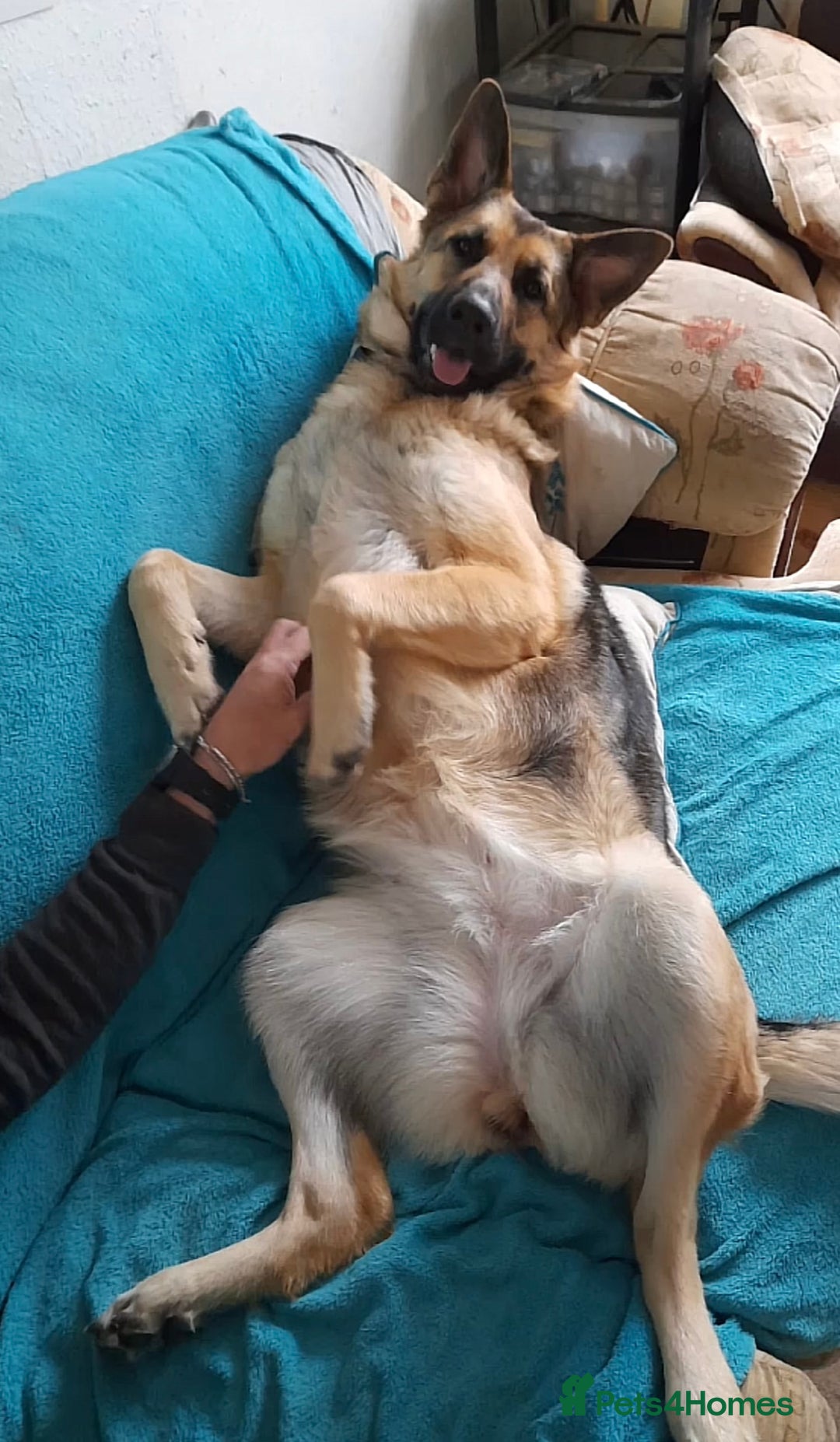 German Shepherd dogs for sale: German shepherd girl - Advert 5