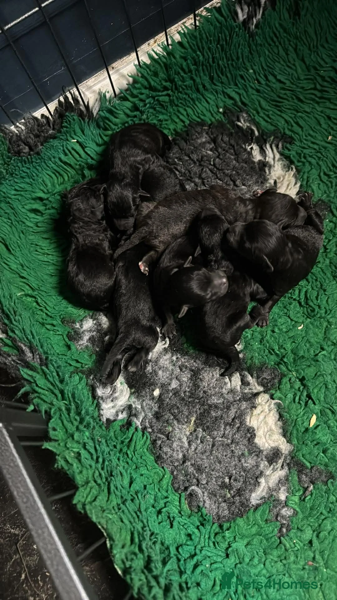 Patterdale Terrier dogs for sale: Rough curly coated full patterdales in Ferryhill - Advert 16