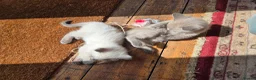 Ragdoll cats for sale: Gorgeous friendly Ragdoll kittens - Advert 3