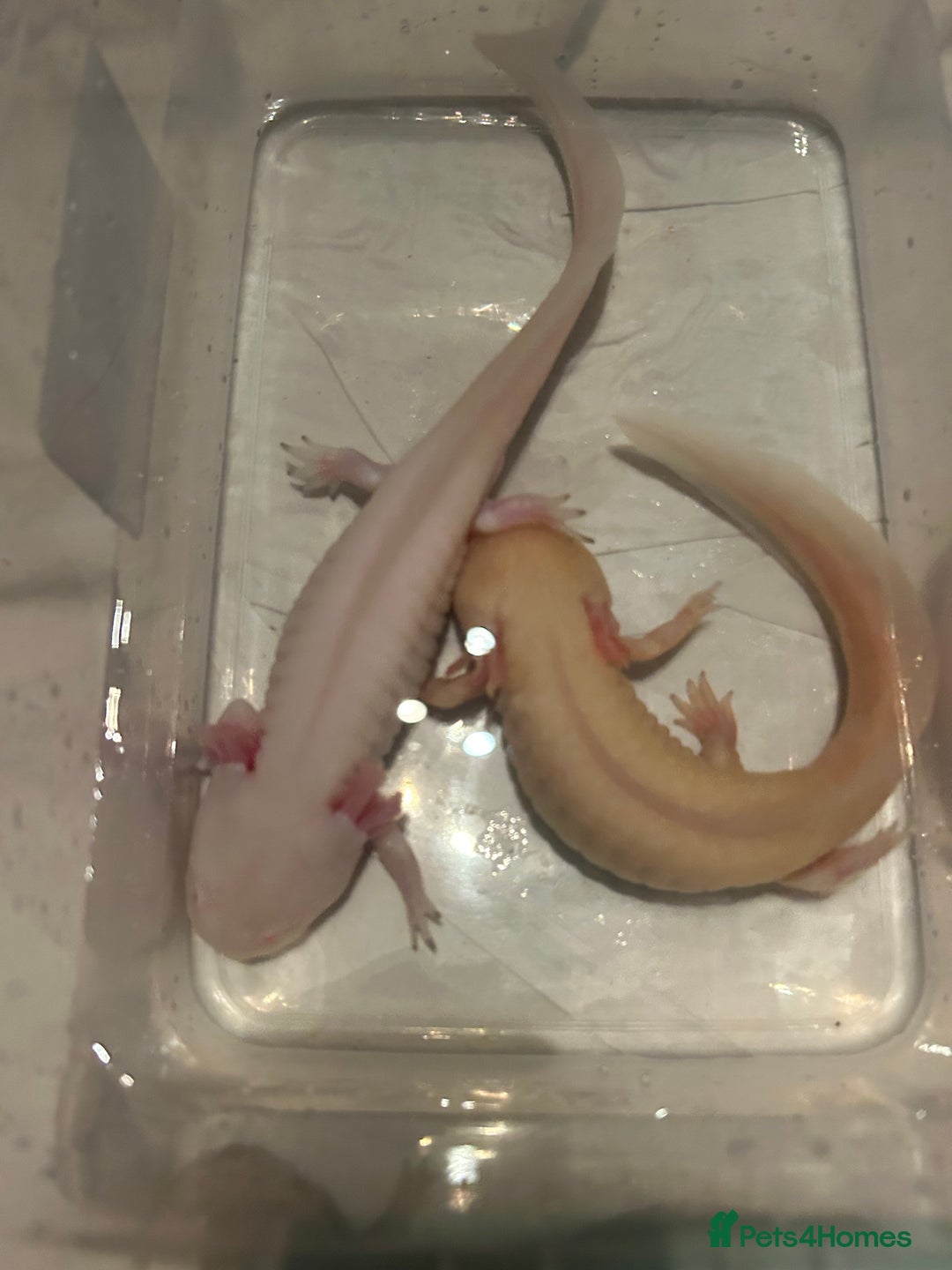 Axolotl reptiles for sale: Pair of axylotls - Advert 7