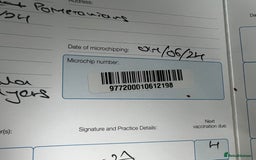 Pomeranian dogs for sale: Stunning young male Pomeranian  - Advert 9