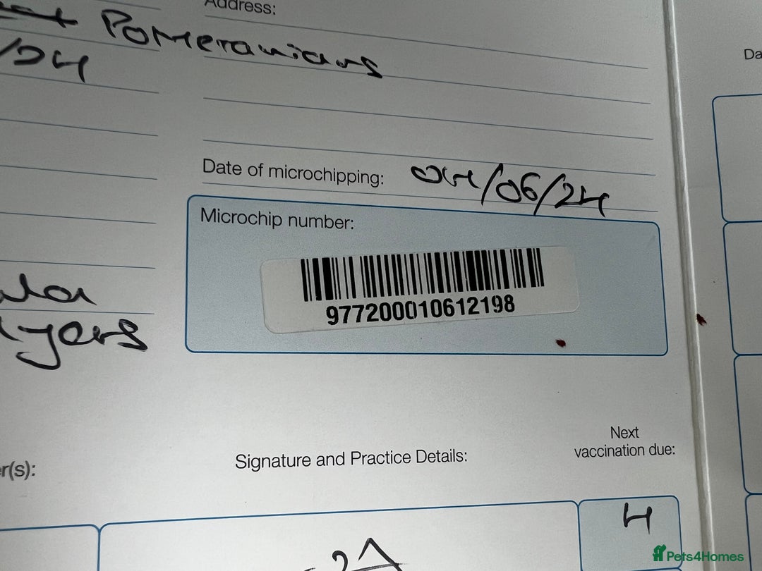 Pomeranian dogs for sale: Stunning young male Pomeranian  - Advert 9