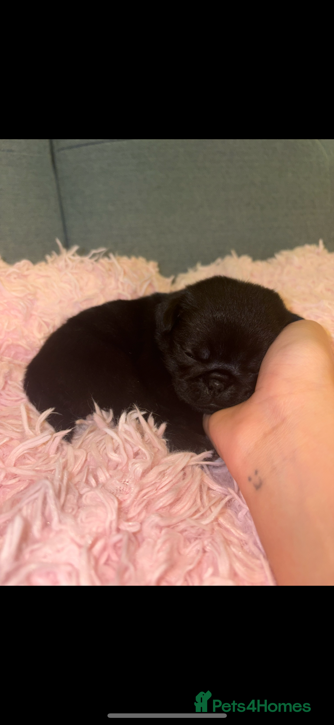 Pug dogs for sale: Black female pug puppy and white male pug puppy - Advert 4