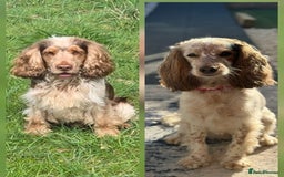 Cocker Spaniel dogs for sale: Chocolate Roan & Tan Cocker Spaniel Girl - Image 11