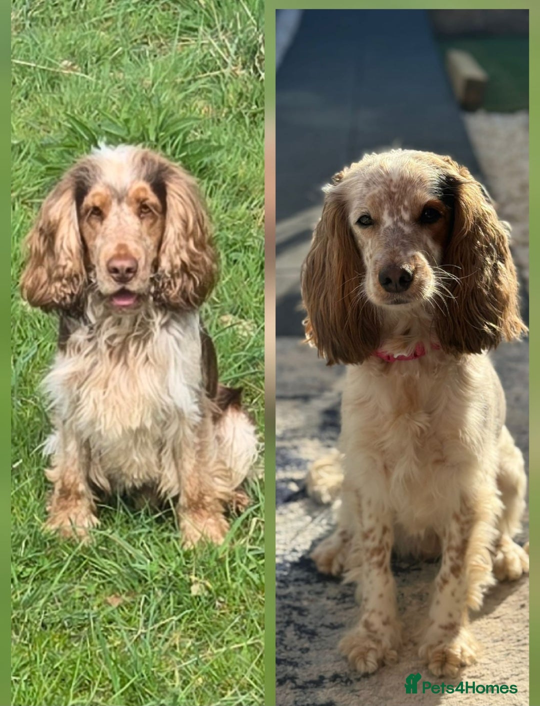 Cocker Spaniel dogs for sale: Chocolate Roan & Tan Cocker Spaniel Girl - Image 11