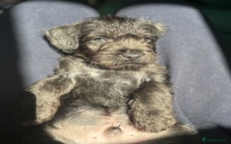 Mixed Breed dogs for sale: Patterdale X Border terrier puppies  - Image 2