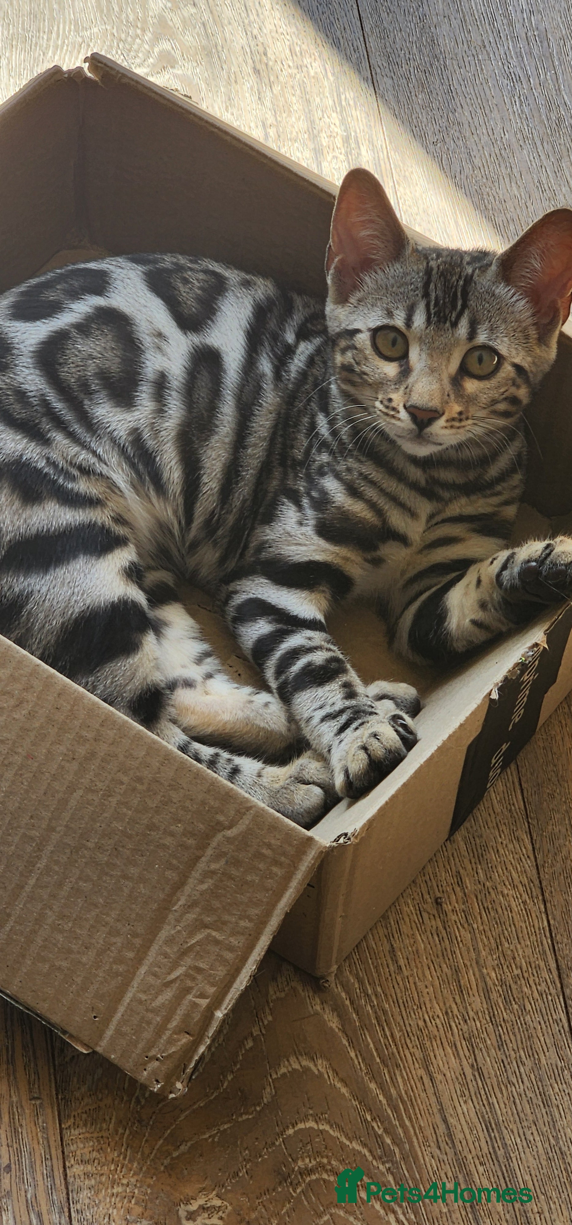 Bengal cats Stunning pedigree Bengal kittens TICA Registered  - Advert 2