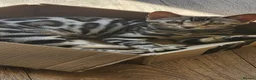 Bengal cats for sale: Stunning pedigree Bengal kittens TICA Registered  - Advert 2