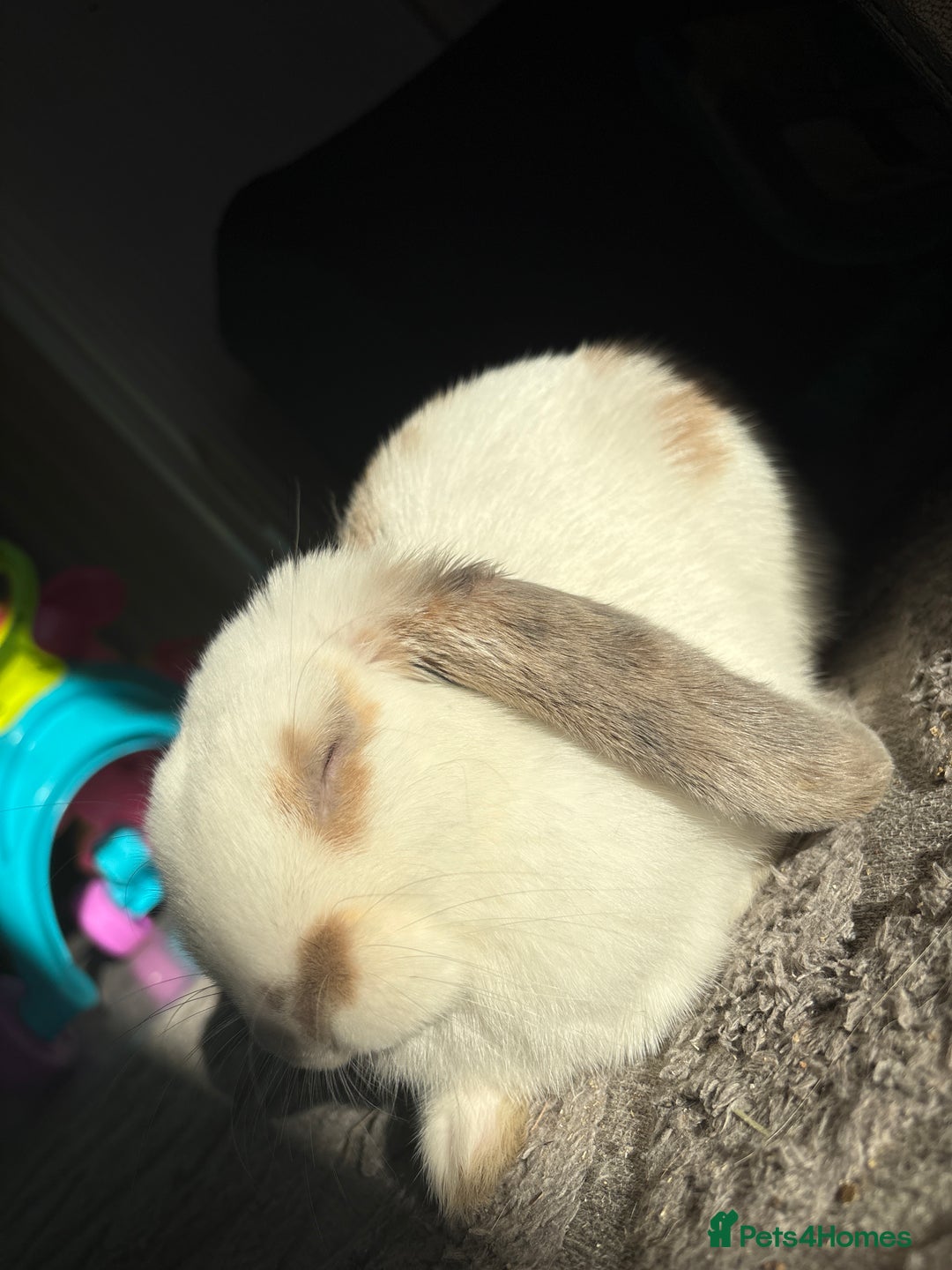 Mini Lop rabbits for sale: White lop mix  - Advert 2