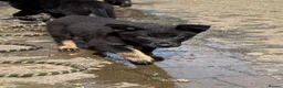 German Shepherd dogs for sale: KC Reg Stunning Working Line German Shepherd Pups - Advert 14