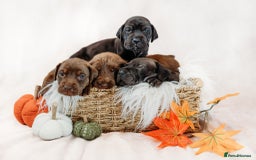 Mixed Breed dogs for sale: Final 2  puppies sharpei x show cocker   - Image 9