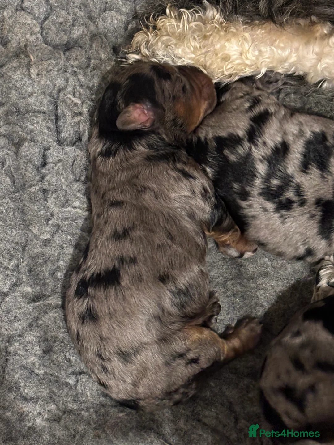 Maltipoo dogs for sale: 💎 Adorable Maltipoo Puppies ❤️ - Advert 30