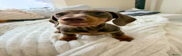 Miniature Dachshund dogs for sale: ONLY 2 LEFT!! KC Miniature Dachshund Puppies - Advert 13