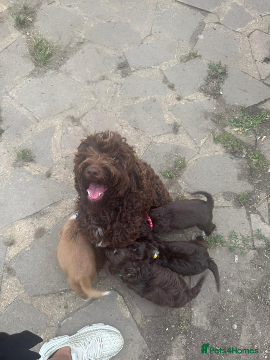 Cockapoo dogs for sale: ✨🐶 Gorgeous Cockapoo Puppies Ready Now! 🐶✨ - Image 7
