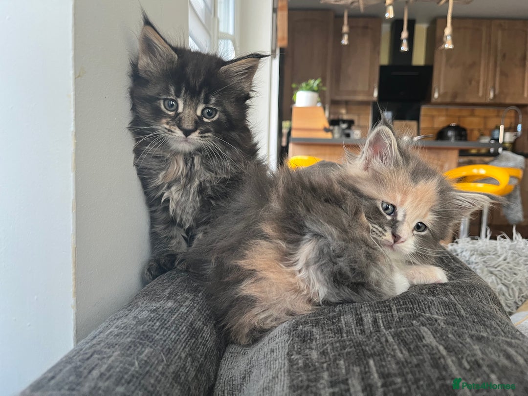 Maine Coon cats for sale: Beautiful Maine coon kittens - Advert 8