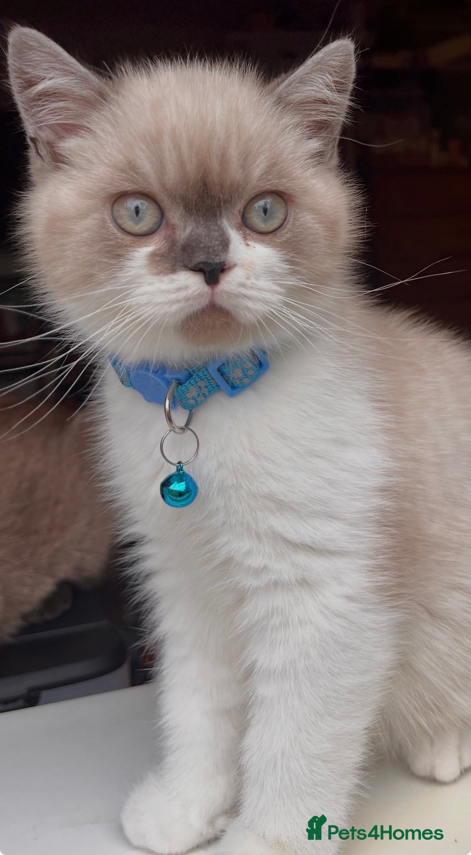 Mixed Breed cats for sale: Adorable Ragdoll cross kitten - Advert 1
