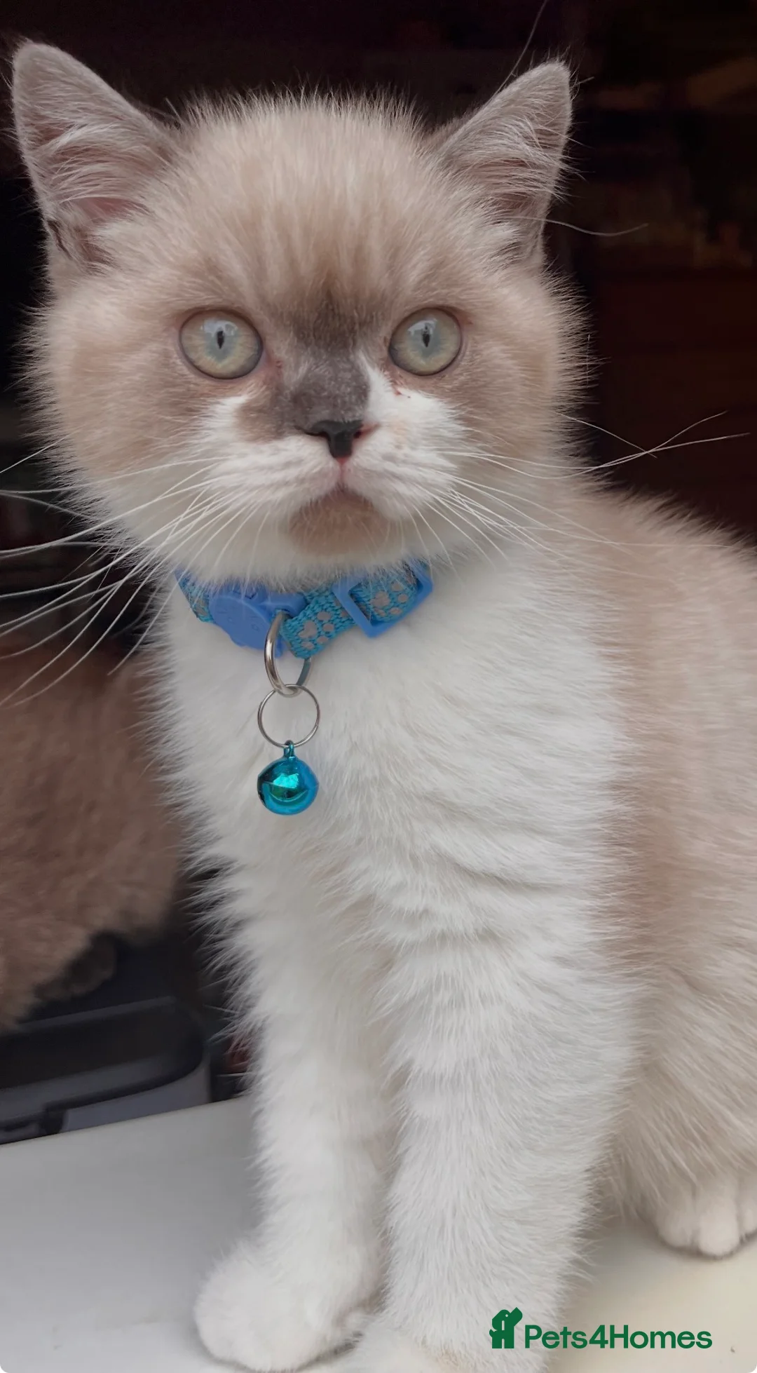 Mixed Breed cats for sale: Adorable Ragdoll cross kitten - Advert 1