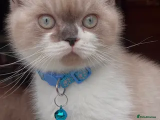Mixed Breed cats for sale: Adorable Ragdoll cross kitten - Advert 1