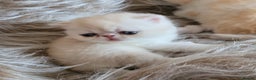Exotic cats for stud: CREAM TABBY AND WHITE EXOTIC STUD in Barnsley - Advert 8