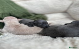 Italian Greyhound dogs for sale: Beautiful Italian greyhounds - Polish Bloodlines - Image 17