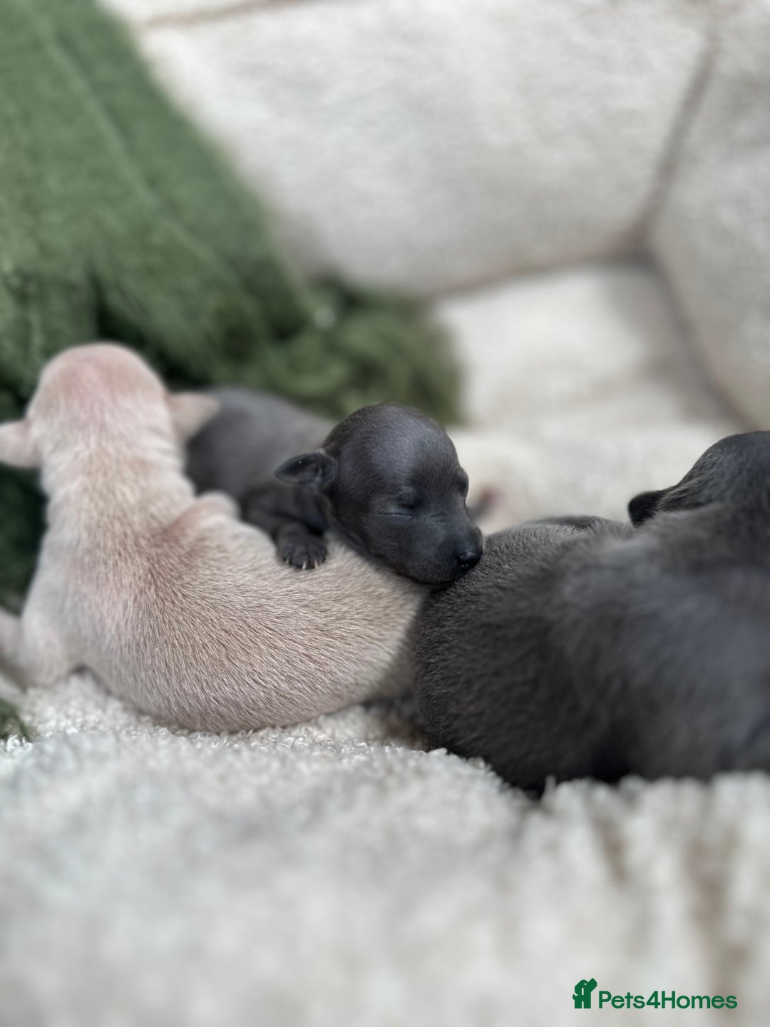 Italian Greyhound dogs for sale: Beautiful Italian greyhounds - Polish Bloodlines - Image 17