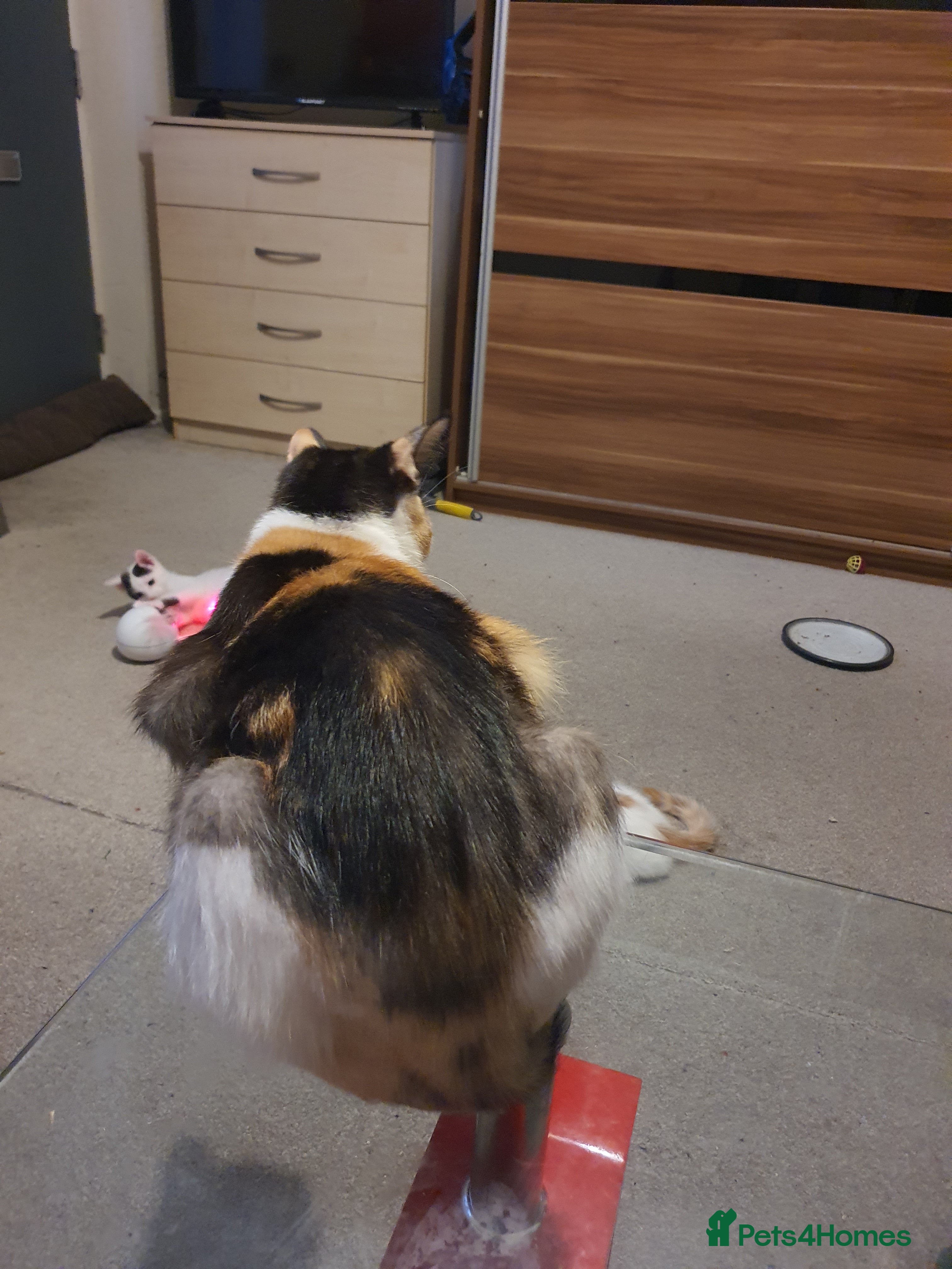 Mixed Breed cats Kitja - Advert 1