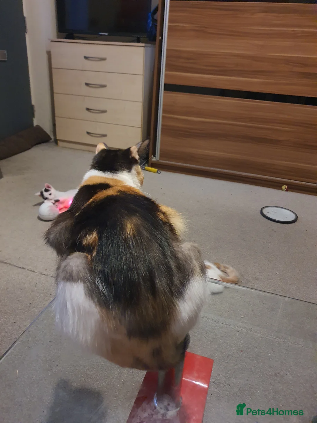 Mixed Breed cats for sale: Kitja - Advert 1