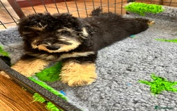 Cockapoo dogs for sale: F1b Cockapoo puppies  - Image 13