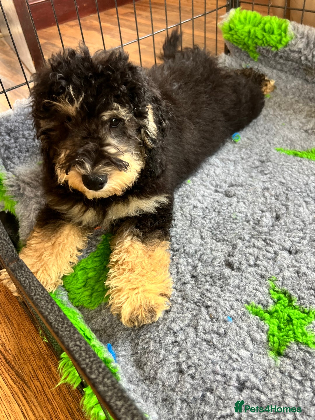 Cockapoo dogs for sale: F1b Cockapoo puppies  - Image 13