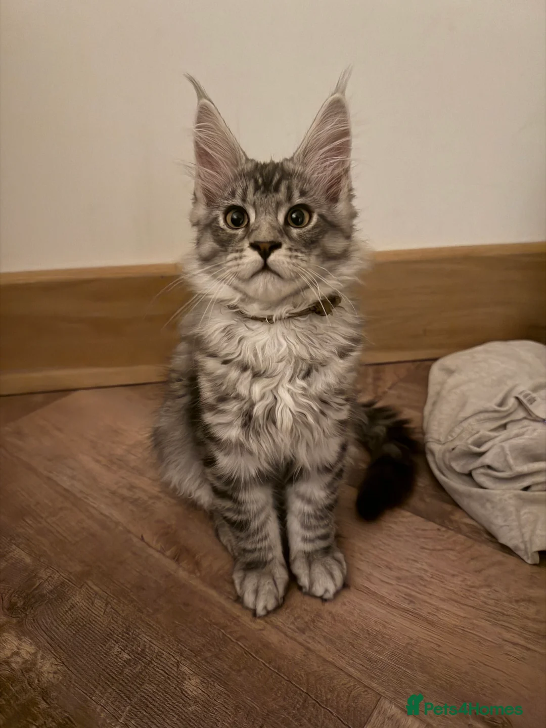 Maine Coon cats for sale: Silver Tabby Maine Coons - Advert 13