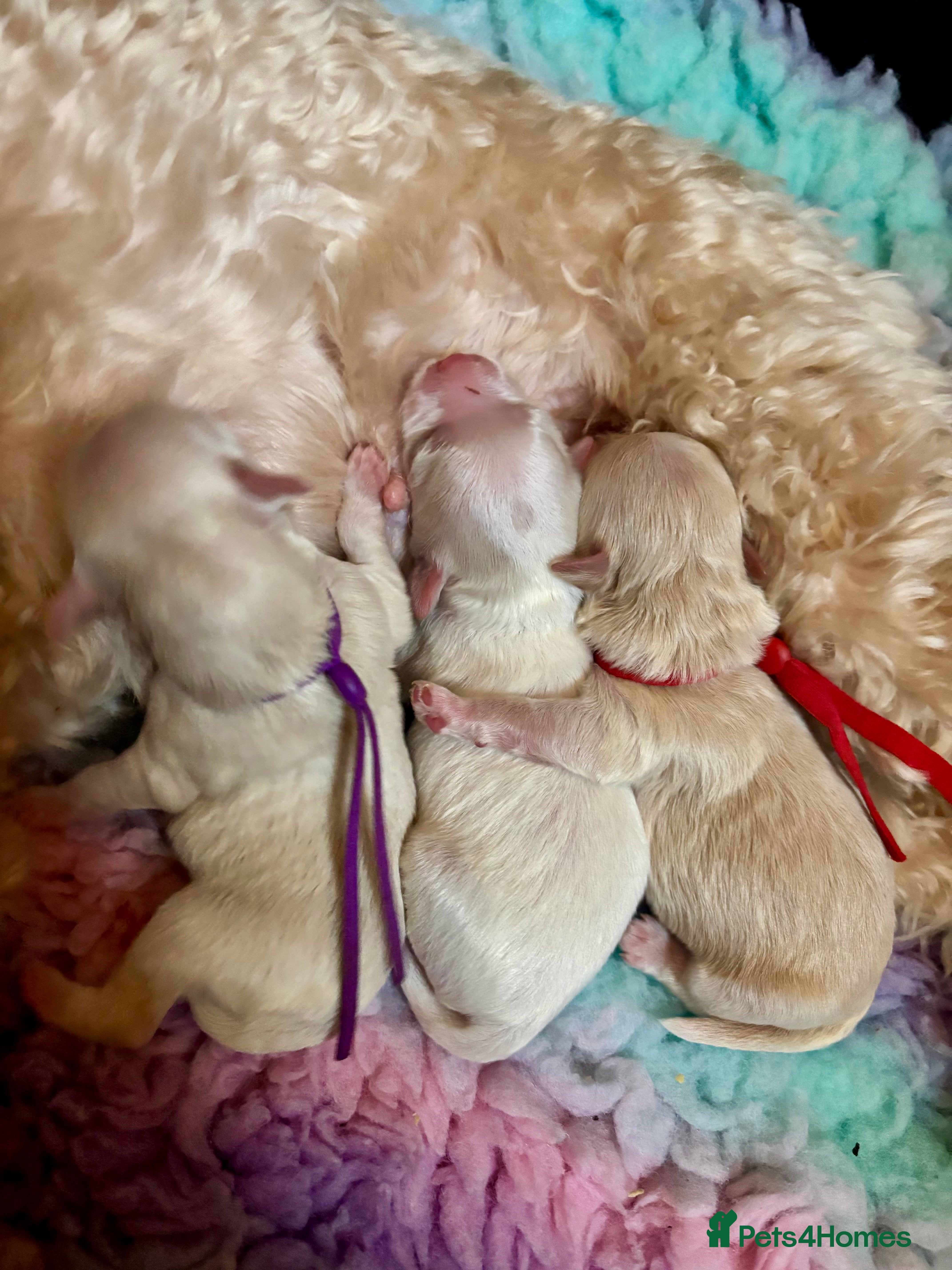 Maltipoo dogs 💞 Beautiful Toy Maltipoo puppies 💙 - Advert 5