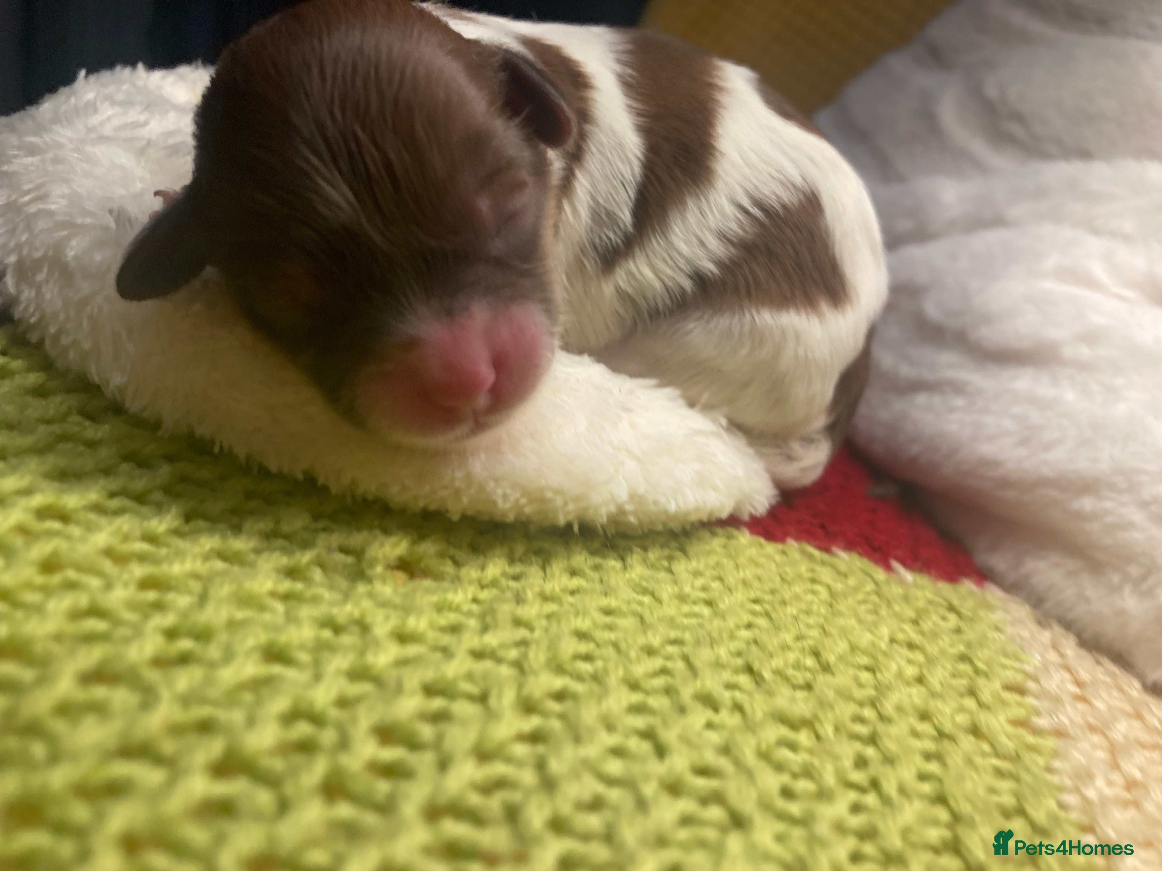 Shihpoo dogs Toy Shihpoo puppies  - Advert 11