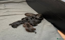 Mixed Breed dogs for sale: Jackapoo Puppies - Image 1