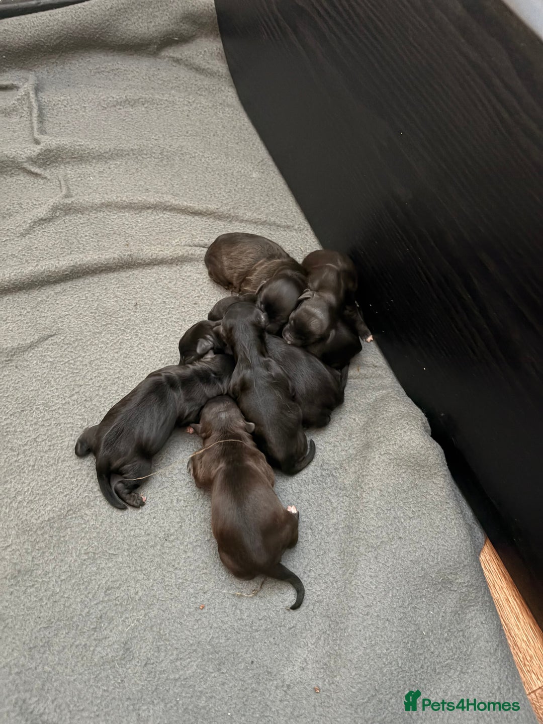 Mixed Breed dogs for sale: Jackapoo Puppies - Image 1