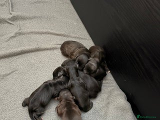 Mixed Breed dogs - Advert 4