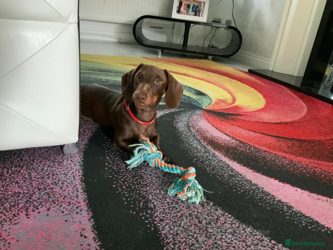 Miniature Dachshund dogs for sale: 6 month old chocolate and tan miniature dachshund - Image 2