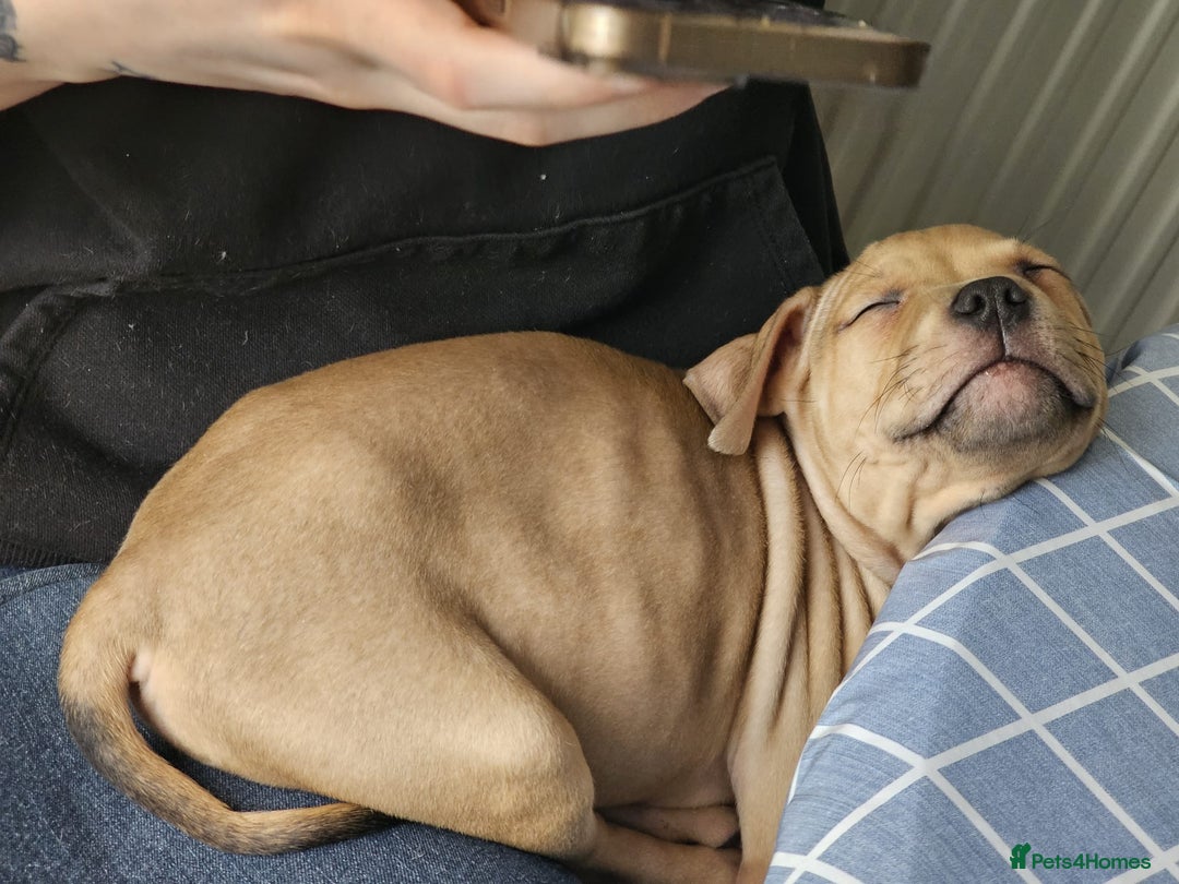 Mixed Breed dogs for sale: Bullmastiff cross pocket bully - Advert 4