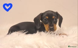Miniature Dachshund dogs for sale: KC Daxi's health tested parents.READY - Image 32