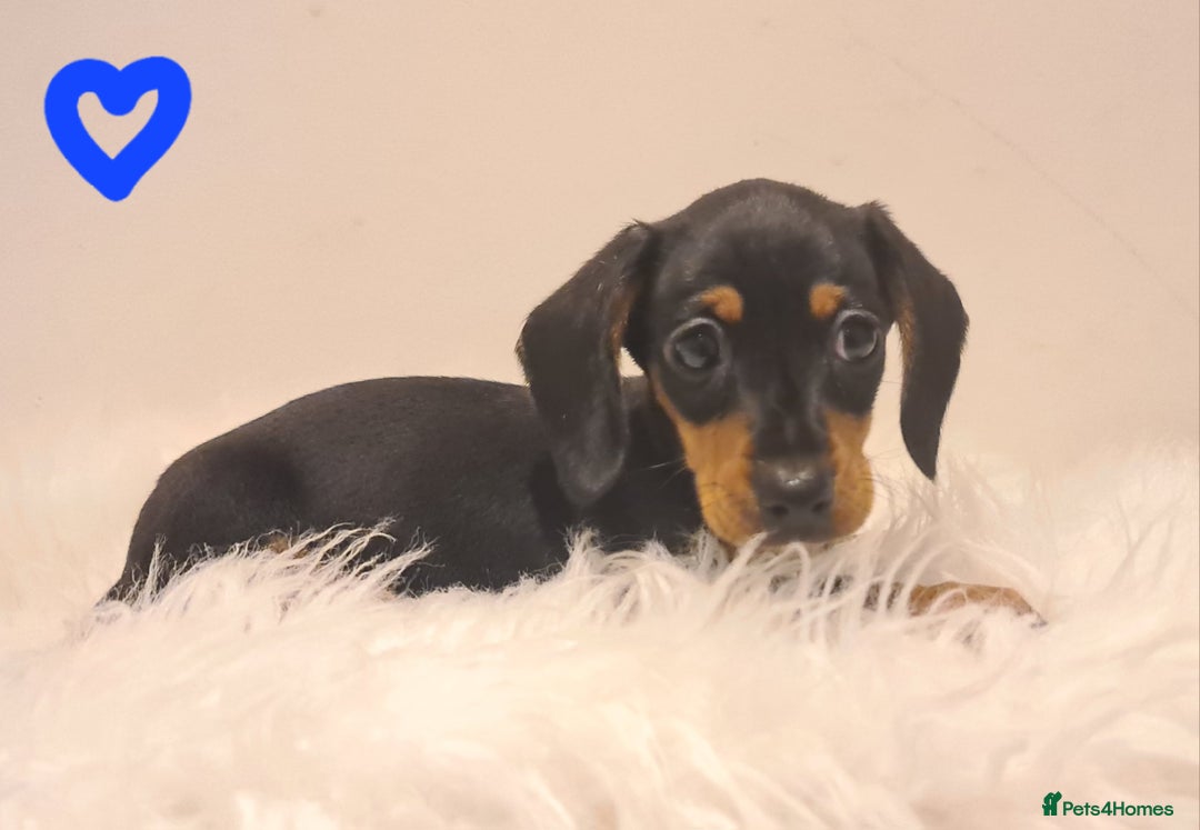 Miniature Dachshund dogs for sale: KC Daxi's health tested parents.READY - Image 32