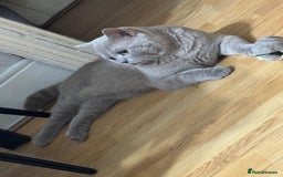 British Shorthair cats for sale: Male Leo  - Image 4