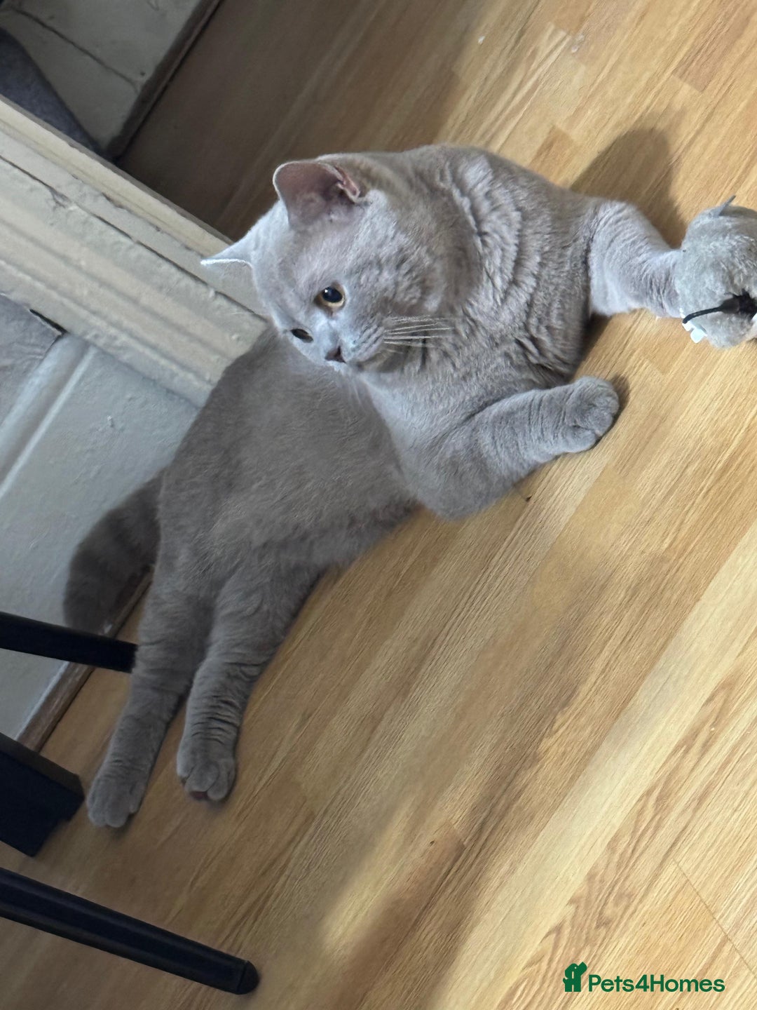 British Shorthair cats for sale: Male Leo  - Image 4