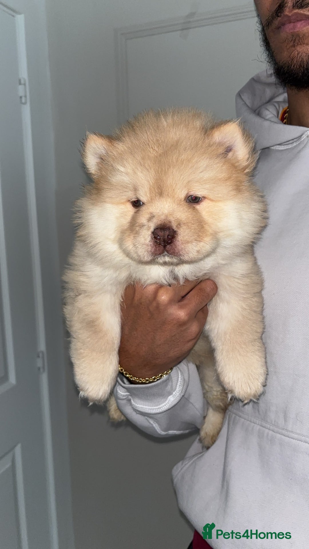 Chow Chow dogs for sale: 5 Gen Pedigree Chow Chow Puppies - Advert 3