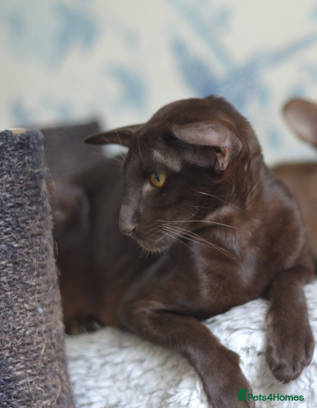 Oriental cats for sale: Adult chocolate oriental girl is looking for home - Advert 2