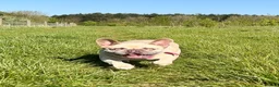 French Bulldog dogs for sale: Miss Bella - Advert 2