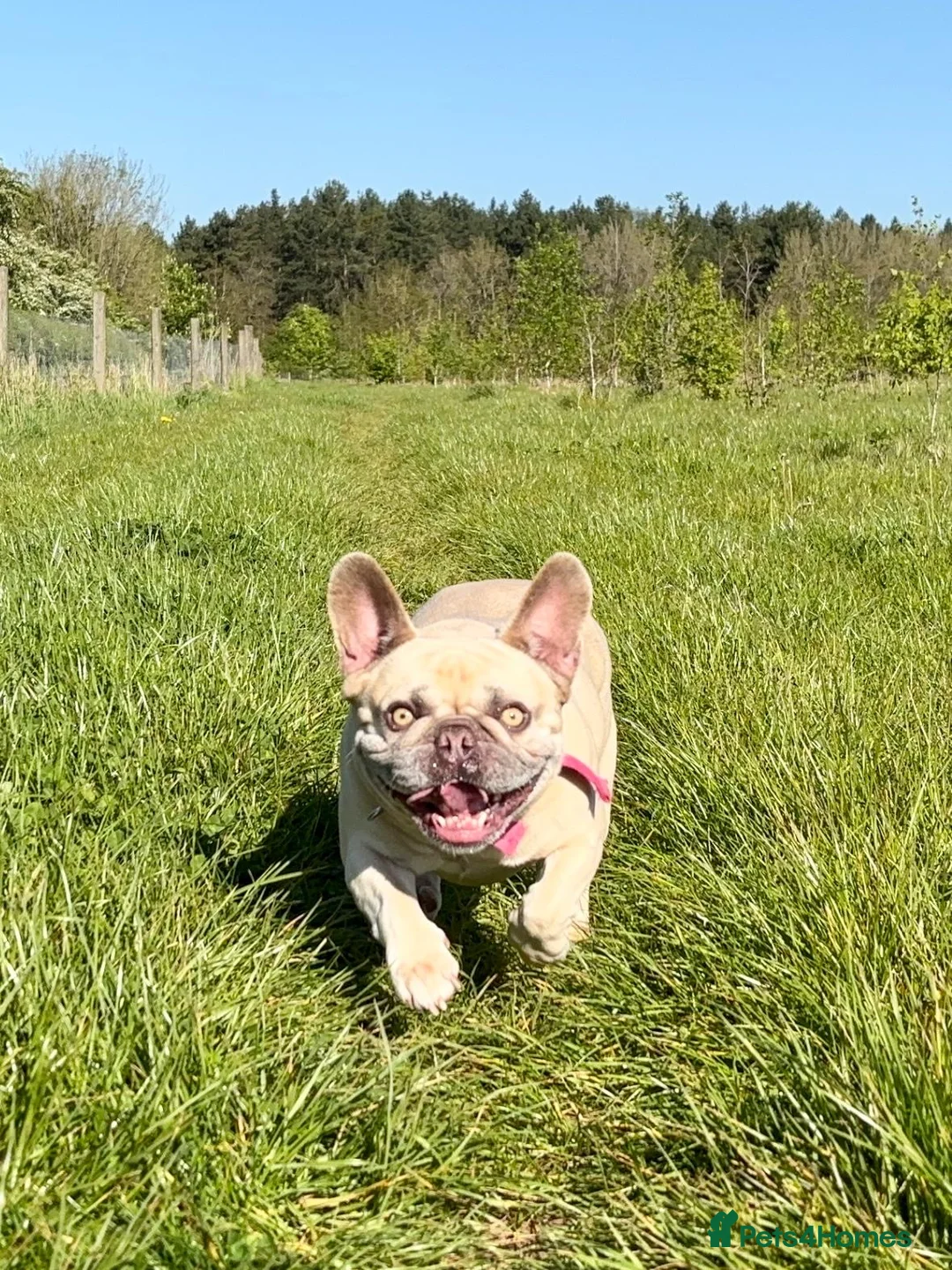 French Bulldog dogs for sale: Miss Bella - Advert 2