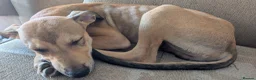 Lurcher dogs for sale: Beautiful Working Stock Male Lurcher Puppy - Advert 3