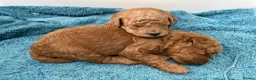 Cockapoo dogs for sale: Stunning Cockapoo Pups Health Tested Parents - Advert 17